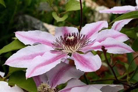 10 Soft Pink Clematis Potted Plants Flower Seeds - Roses