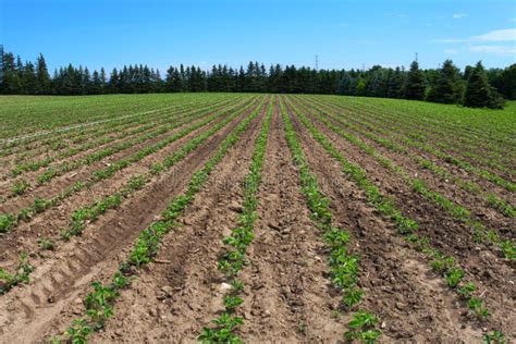 Strawberry field stock image. Image of growth, farm, drink - 32095139