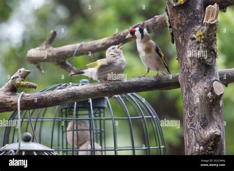 Female Goldfinch Carduelis carduelis feeding baby on natural bird ...