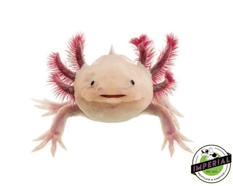 Melanoid Leucistic Axolotl For Sale - Imperial Reptiles#N#– IMPERIAL ...