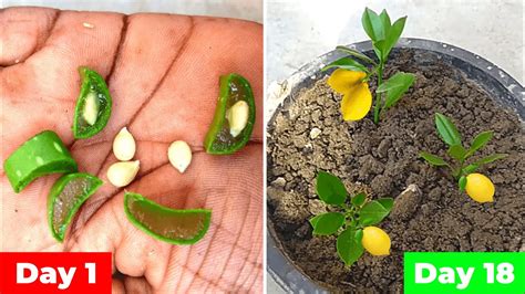 Growing Lemon Plant From Seed | My Best of Lemon Growing from Seed and ...