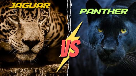 Jaguar vs Panther - Jaguar and black panther explained and compared - YouTube