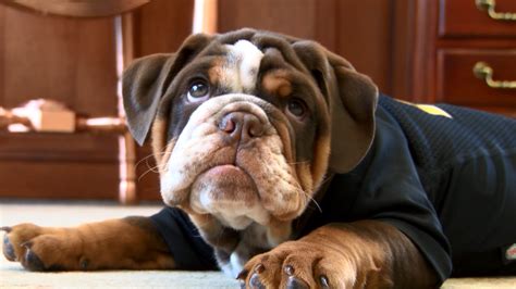 Adrian College welcomes Bruiser II, an 11-week-old puppy mascot | WNWO