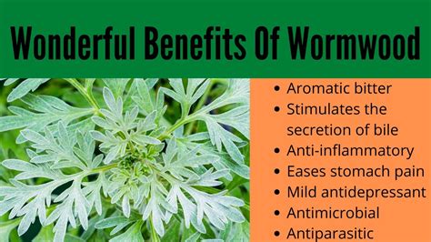 Wormwood Benefits - YouTube