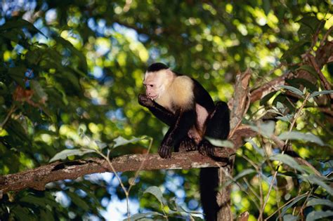 How to Make a Monkey Diorama | Sciencing