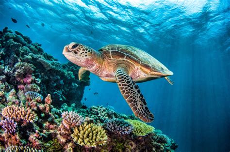 Top 4 Places to Swim and Dive with Turtles - Oceanic Worldwide