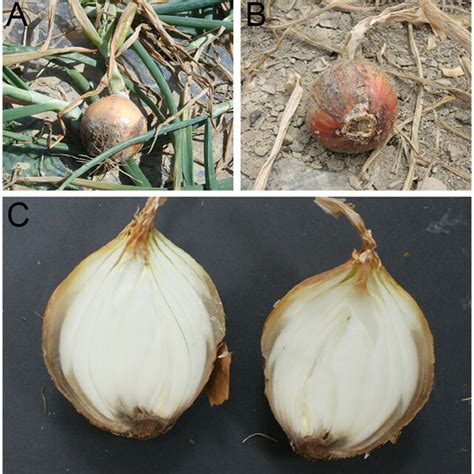 Morphological characteristics of Fusarium commune, Fusarium oxysporum ...