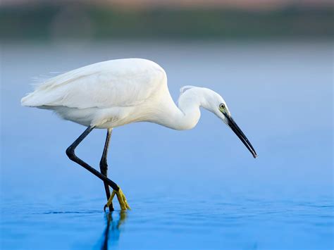 Little Egret Bird Facts (Egretta garzetta) | Bird Fact