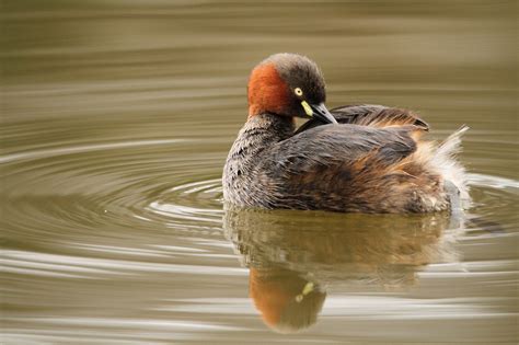 Little Grebe - Explored | Animals wild, Animals, Mammals