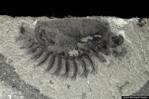 Fossil Trove Discovered In Canada's Kootenay National Park Hailed As 'Mother Lode' | HuffPost