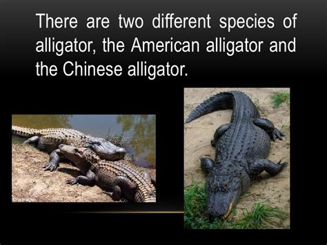 Facts about alligators