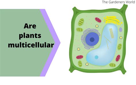 Are Plants Multicellular | Plants Cell Structure - The Gardeners World