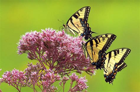 16 Long-Blooming Flowers for Attracting Butterflies and Hummingbirds | Birds & Blooms Magazine