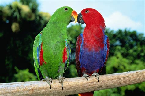 8 Top Colorful Parrot Species