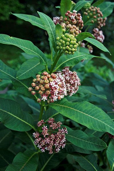 Asclepias syriaca Common Milkweed, Silkweed, Milkweed PFAF Plant Database