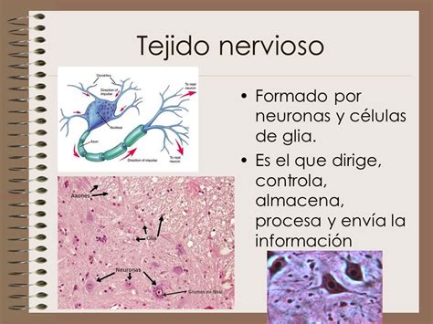 Funciones Del Tejido Nervioso