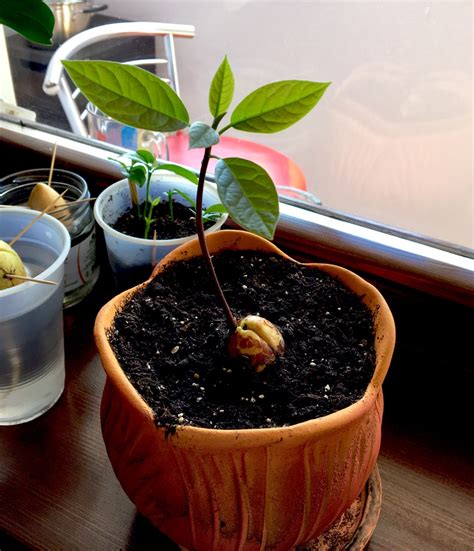 Planting Avocado Seeds in Soil » Top Tips for Success