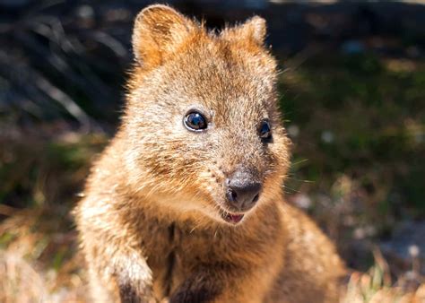 50 Quokka Facts: Smiling, Baby-Flinging, Selfie Kings! | Everywhere Wild