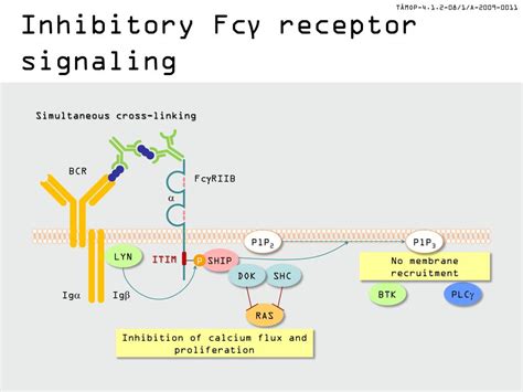 PPT - Fcg receptor signaling PowerPoint Presentation, free download ...