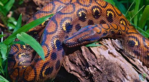 Top 20 Pet Snakes Perfect For First-Time Owners - Known Pets