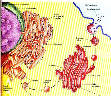 Biologi SMA: Fungsi badan golgi