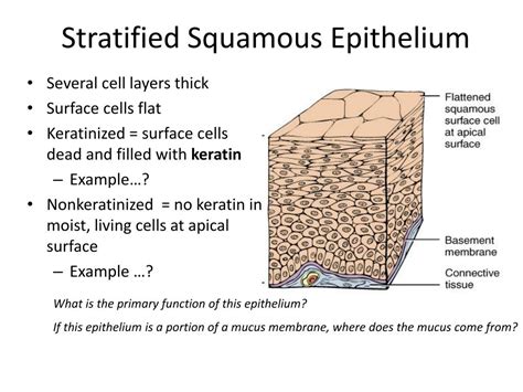 PPT - Simple Squamous Epithelium PowerPoint Presentation, free download - ID:258513