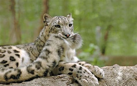 Snow Leopards Love Nomming On Their Fluffy Tails (12 Pics) - votreART