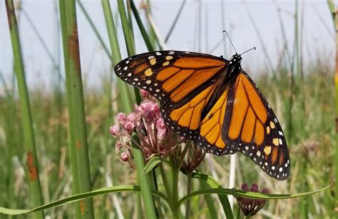 Western Monarchs: Notes from the Field | Xerces Society