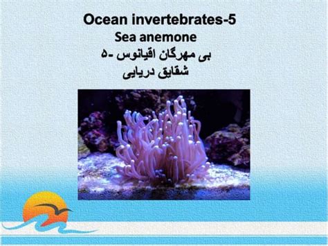 Ocean invertebrates- 5 | PPT