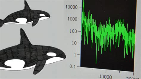 Web Extra: Orca Sounds vs. Underwater Noise | KQED