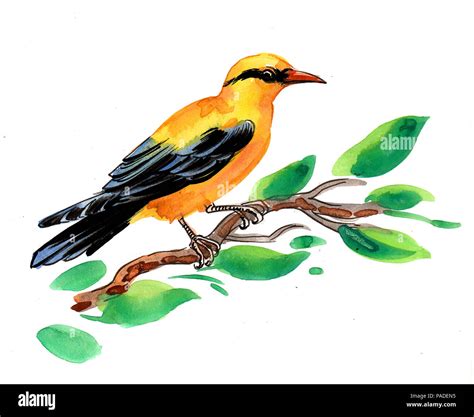 Yellow bird on a tree. Watercolor illustration Stock Photo - Alamy