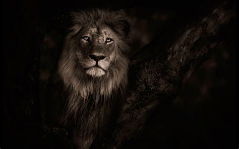 Lion HD 1080p Desktop Wallpapers - Wallpaper Cave