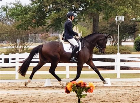 What are the levels of dressage? (With Video Examples)