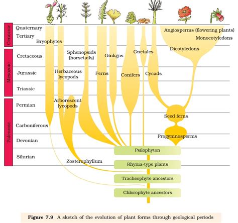 Figure 7.9 A sketch of the evolution of plant forms through geological periods NEET