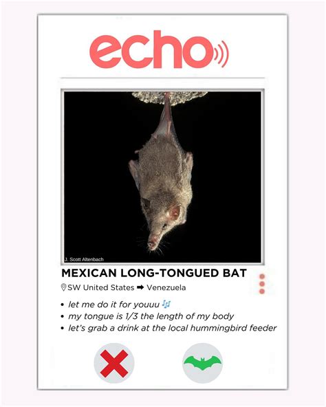 Bat Conservation International (@batconservationinternational) on Threads