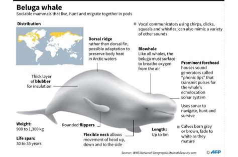 Beluga Whale Life Cycle