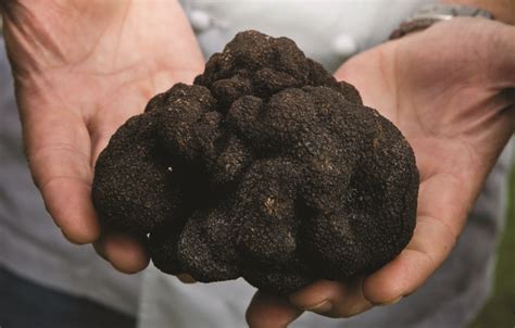 From Croatia to Oregon to Namibia, the Truffle Business Is Being Disrupted | Truffles, Food ...