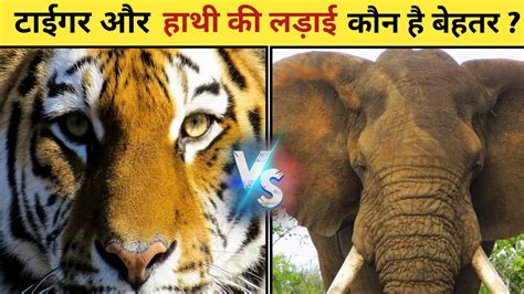 Tiger Vs Elephant Who Will Win