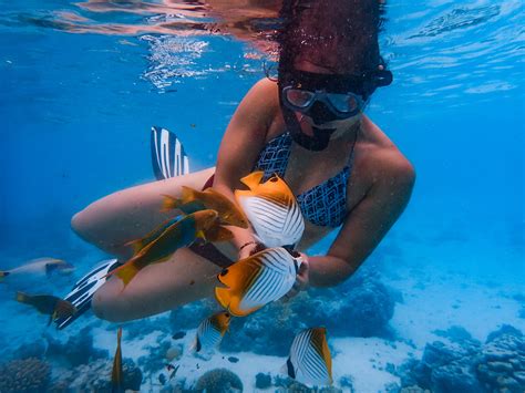 Snorkel Cook Islands | Best Snorkelling & Rarotonga Turtle Tours