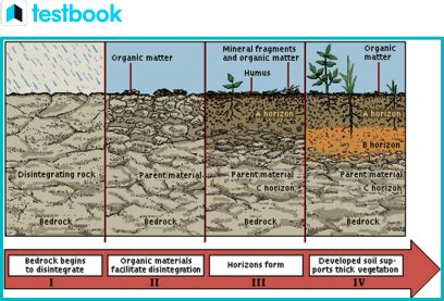 Soil Formation- Process of Soil Formation & the Factors Affecting it