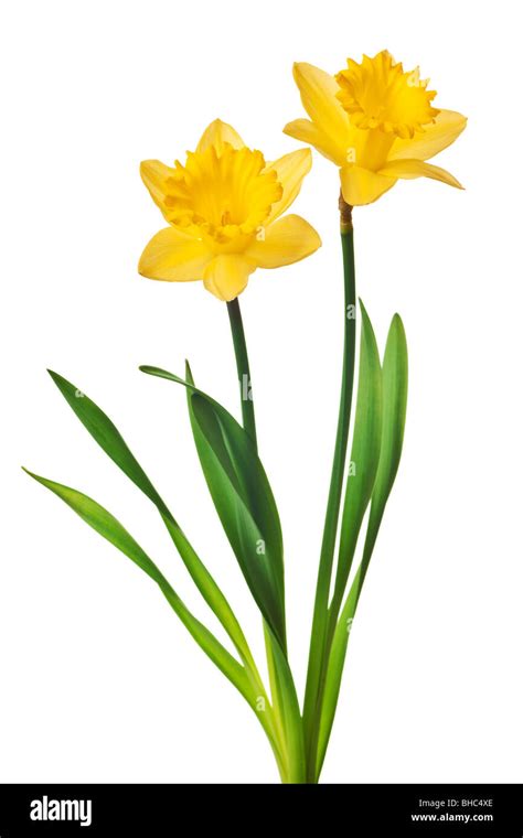 yellow daffodil isolated on a white background Stock Photo - Alamy