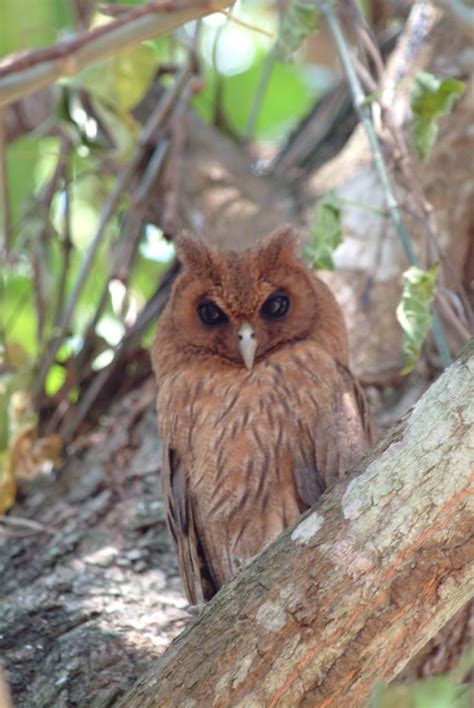 jamaican owl #2 | I found this owl and its family living in … | Flickr