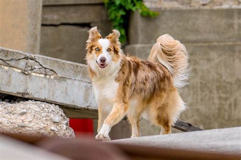 What Do Blue Merle Border Collies Look Like