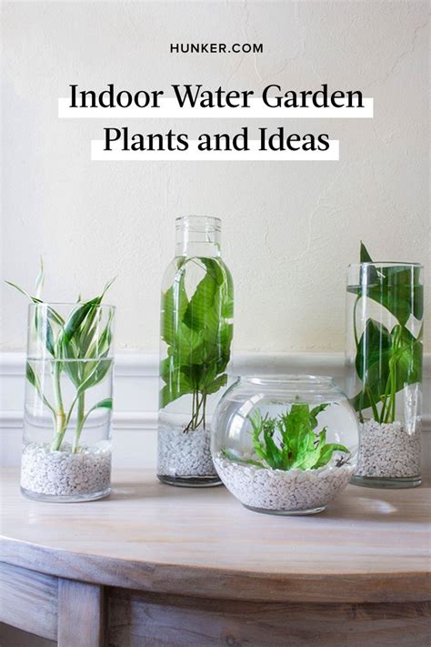 Indoor Water Garden: Plants and Ideas to Get You Started | Hunker | Water garden plants, Indoor ...