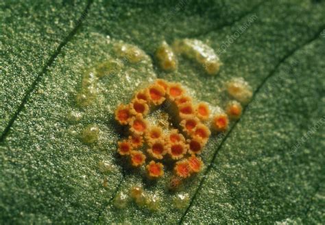 Rust fungus - Stock Image - B275/0031 - Science Photo Library