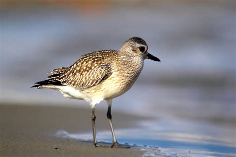 Grey Plover / Pluvialis squatarola / | JuzaPhoto