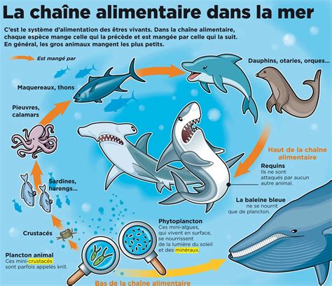 La Chaine Alimentaire Des Animaux | Images and Photos finder