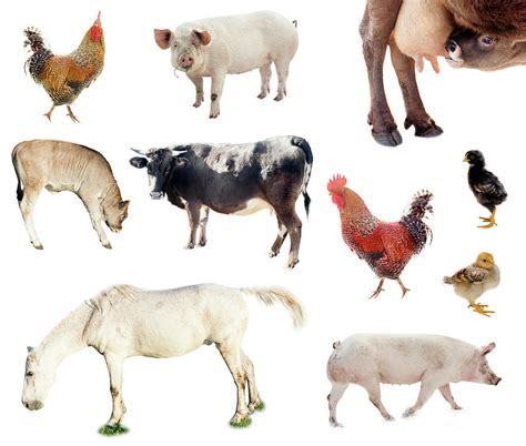 Set Of Farm Animals. Chicken, Pig, Cow Photograph by Ioan Panaite - Fine Art America