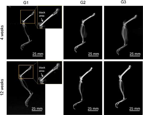 Radiographic images of the leg of Sprague Dawley rats after the... | Download Scientific Diagram