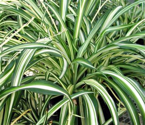 A Breath of Fresh Air: Houseplants | Fairview Garden Center